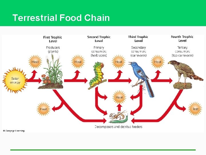 Terrestrial Food Chain 