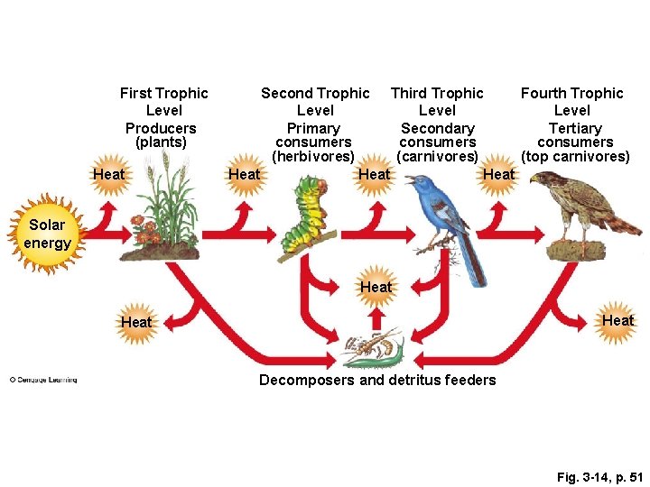 First Trophic Level Producers (plants) Heat Second Trophic Third Trophic Fourth Trophic Level Primary