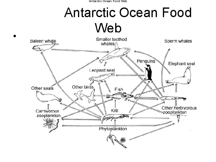 Antarctic Ocean Food Web • Antarctic Ocean Food Web 
