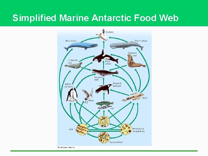 Simplified Marine Antarctic Food Web 