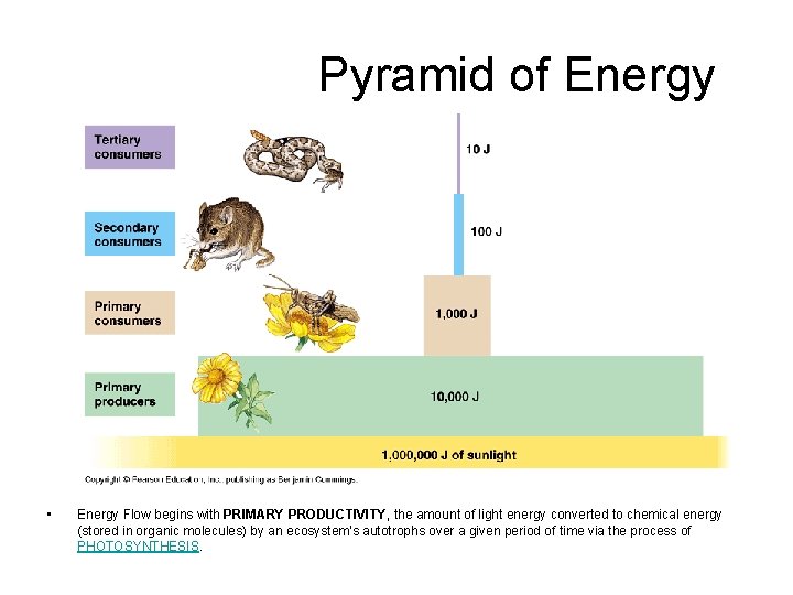  Pyramid of Energy • Energy Flow begins with PRIMARY PRODUCTIVITY, the amount of