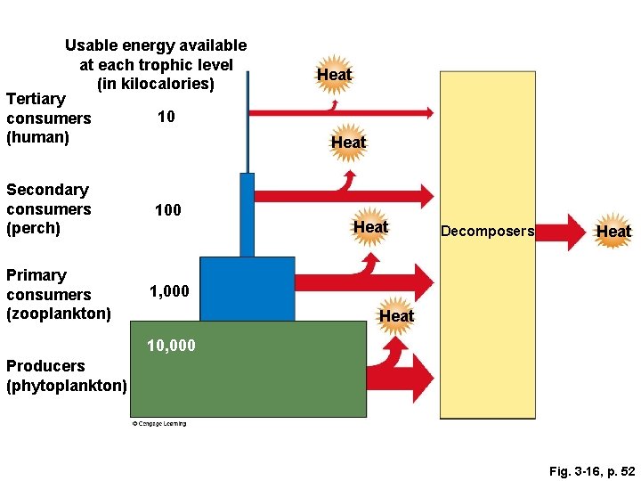 Usable energy available at each trophic level (in kilocalories) Tertiary consumers (human) 10 Secondary