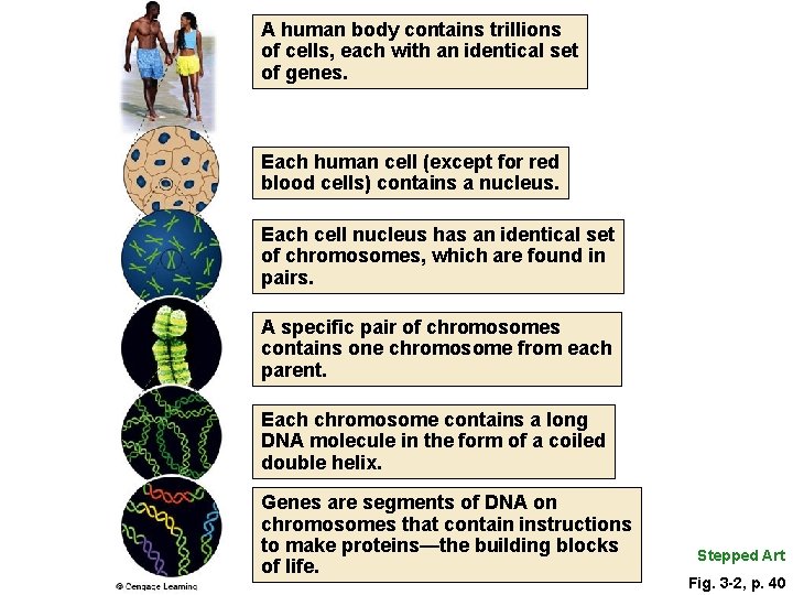 A human body contains trillions of cells, each with an identical set of genes.