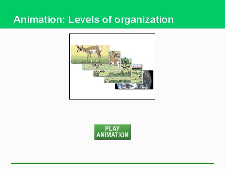 Animation: Levels of organization 