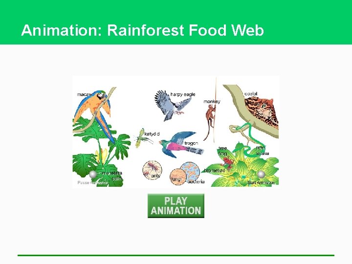 Animation: Rainforest Food Web 