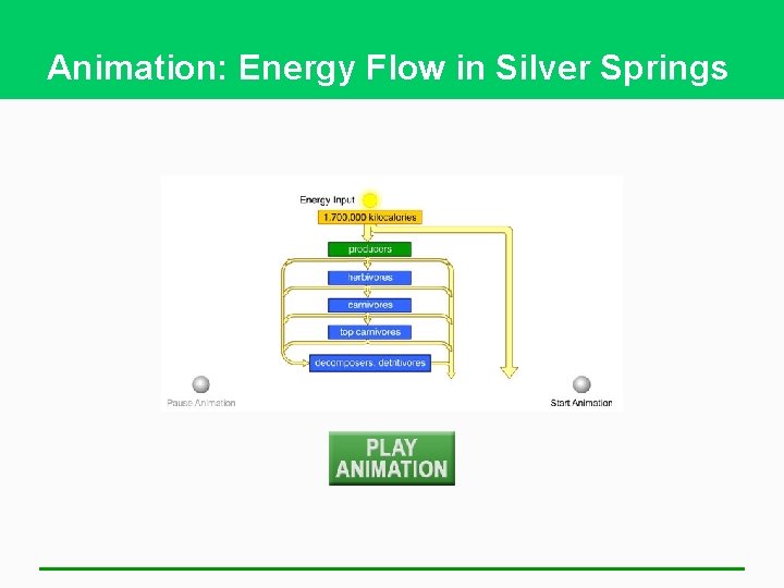 Animation: Energy Flow in Silver Springs 