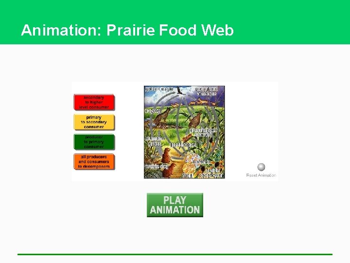Animation: Prairie Food Web 