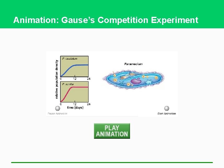 Animation: Gause’s Competition Experiment 
