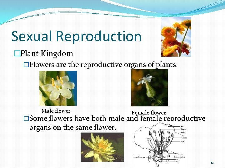 Sexual Reproduction �Plant Kingdom �Flowers are the reproductive organs of plants. Male flower Female