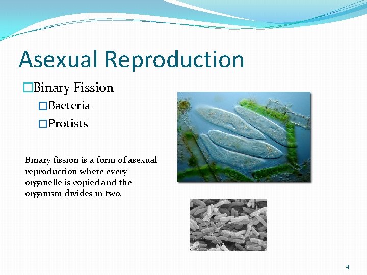 Asexual Reproduction �Binary Fission �Bacteria �Protists Binary fission is a form of asexual reproduction