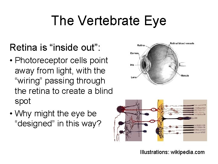 The Vertebrate Eye Retina is “inside out”: • Photoreceptor cells point away from light,