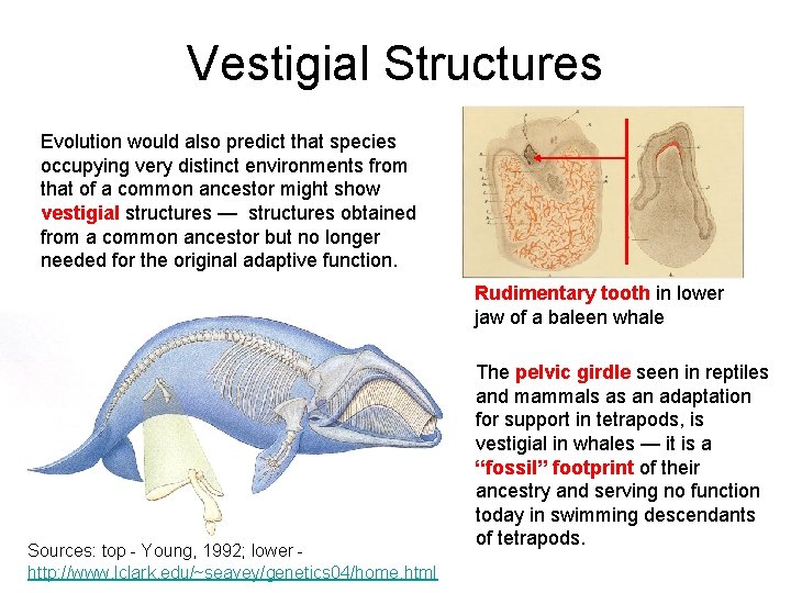 Vestigial Structures Evolution would also predict that species occupying very distinct environments from that