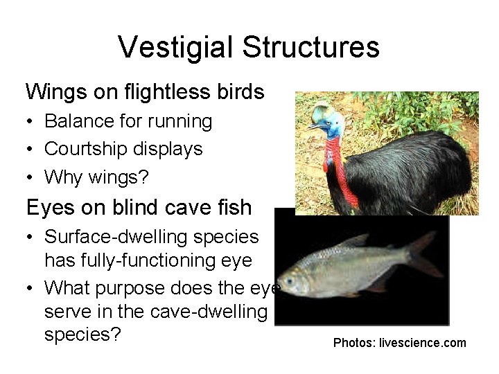 Vestigial Structures Wings on flightless birds • Balance for running • Courtship displays •