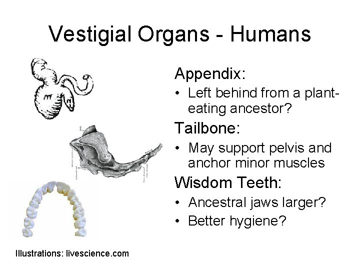 Vestigial Organs - Humans Appendix: • Left behind from a planteating ancestor? Tailbone: •