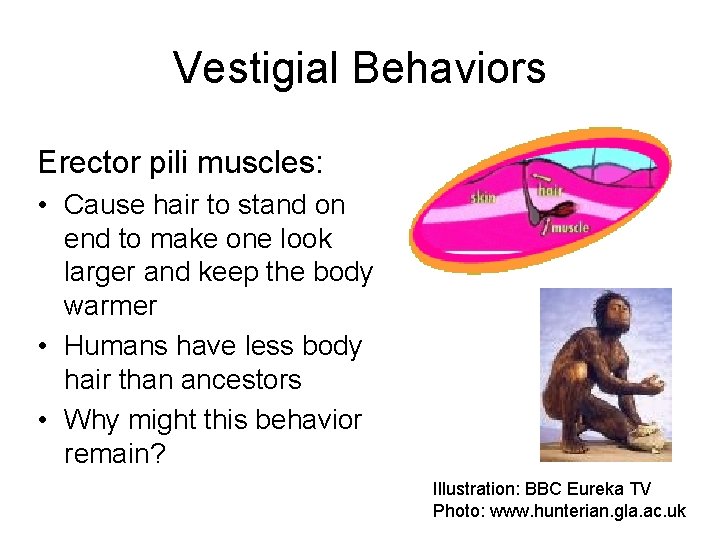 Vestigial Behaviors Erector pili muscles: • Cause hair to stand on end to make