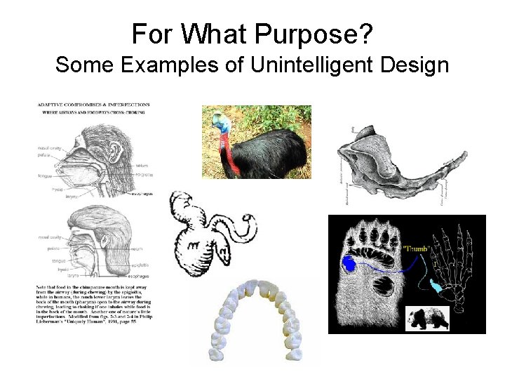 For What Purpose? Some Examples of Unintelligent Design 