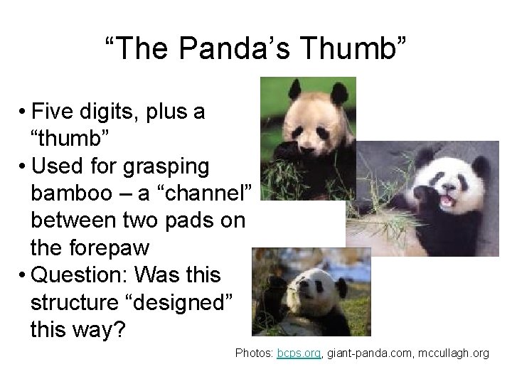 “The Panda’s Thumb” • Five digits, plus a “thumb” • Used for grasping bamboo