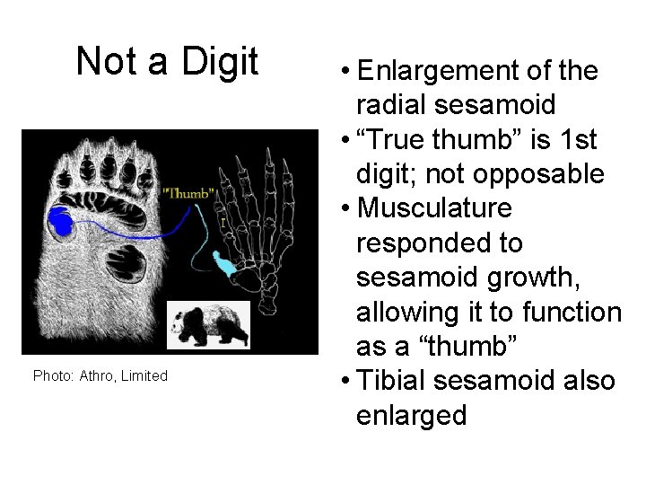 Not a Digit Photo: Athro, Limited • Enlargement of the radial sesamoid • “True