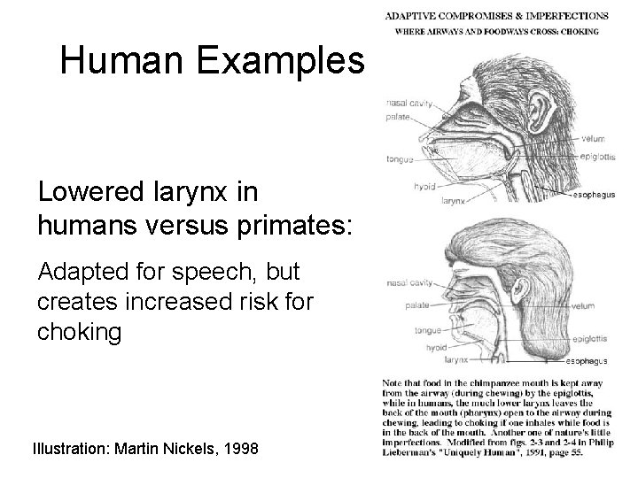 Human Examples Lowered larynx in humans versus primates: Adapted for speech, but creates increased