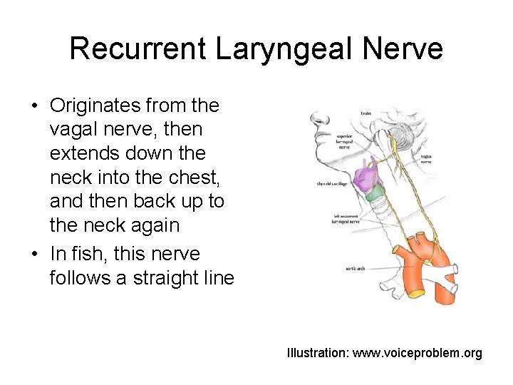Recurrent Laryngeal Nerve • Originates from the vagal nerve, then extends down the neck