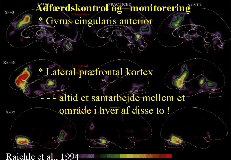 Adfærdskontrol og –monitorering * Gyrus cingularis anterior * Lateral præfrontal kortex - - -