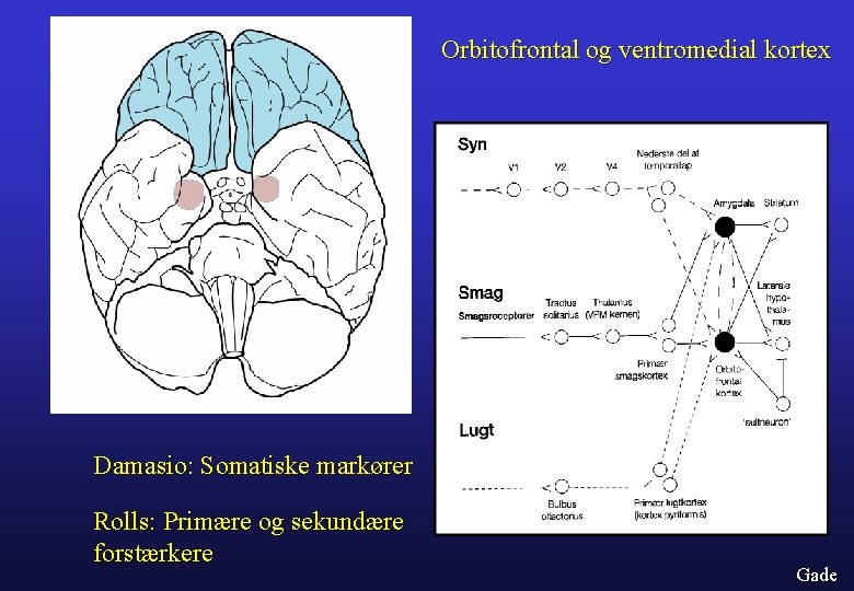 Orbitofrontal og ventromedial kortex Damasio: Somatiske markører Rolls: Primære og sekundære forstærkere Gade 