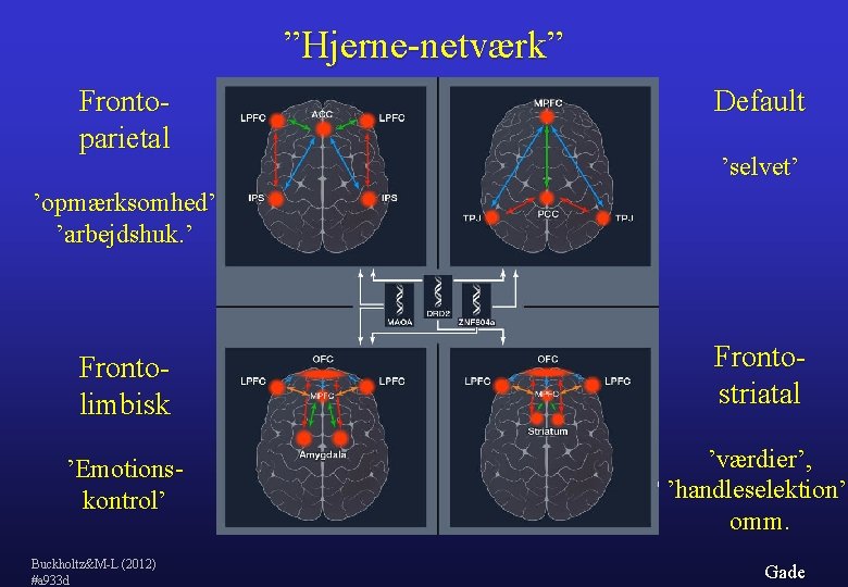 ”Hjerne-netværk” Frontoparietal Default ’selvet’ ’opmærksomhed’ ’arbejdshuk. ’ Frontolimbisk Frontostriatal ’Emotionskontrol’ ’værdier’, ’handleselektion’ omm. Buckholtz&M-L