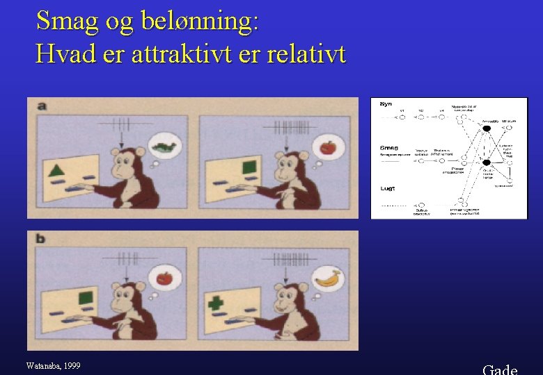 Smag og belønning: Hvad er attraktivt er relativt Watanaba, 1999 