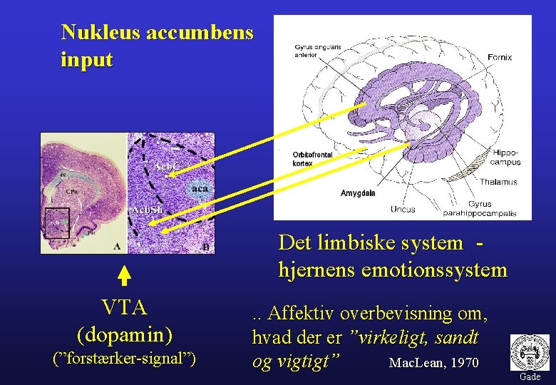 Nukleus accumbens input Det limbiske system hjernens emotionssystem VTA (dopamin) (”forstærker-signal”) . . Affektiv