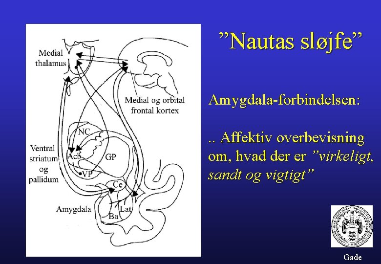 ”Nautas sløjfe” Amygdala-forbindelsen: . . Affektiv overbevisning om, hvad der er ”virkeligt, sandt og