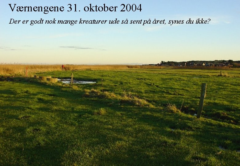 Værnengene 31. oktober 2004 Der er godt nok mange kreaturer ude så sent på