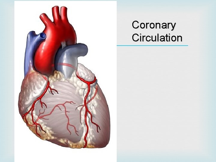  Coronary Circulation 