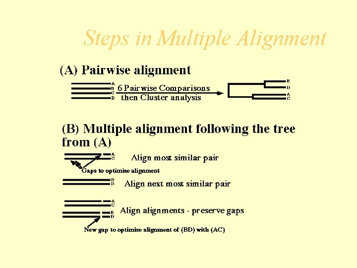 Steps in Multiple Alignment 