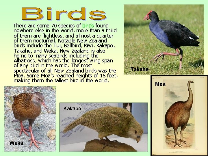 There are some 70 species of birds found nowhere else in the world, more