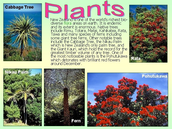 Cabbage Tree New Zealand is one of the world’s richest biodiverse flora areas on
