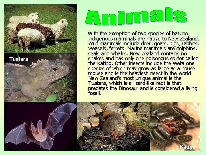 Tuatara With the exception of two species of bat, no indigenous mammals are native