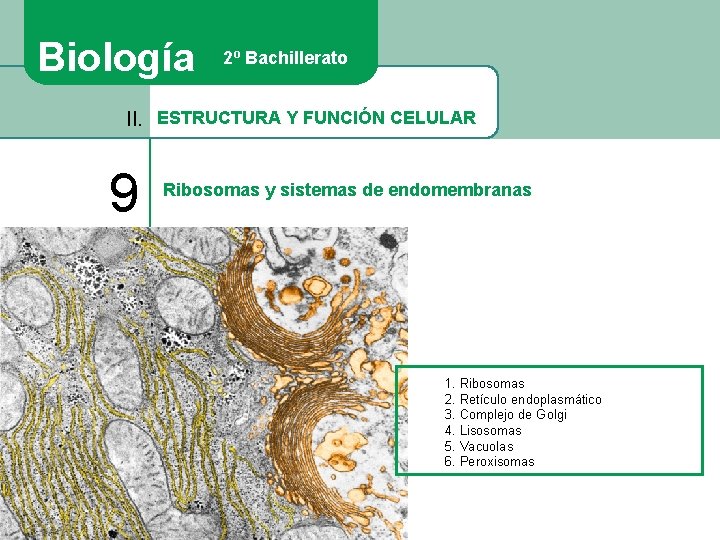 Biología 2º Bachillerato II. ESTRUCTURA Y FUNCIÓN CELULAR 9 Ribosomas y sistemas de endomembranas