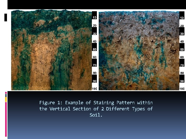 Figure 1: Example of Staining Pattern within the Vertical Section of 2 Different Types