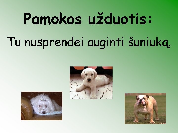 Pamokos užduotis: Tu nusprendei auginti šuniuką. 