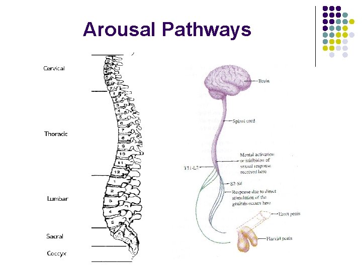 Arousal Pathways Arousal Pathways