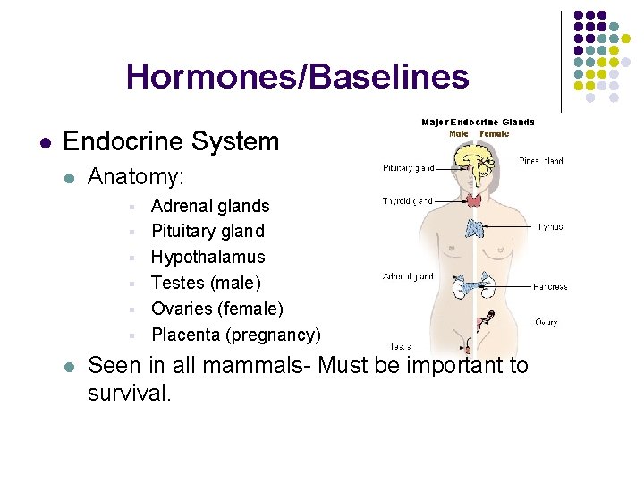 Hormones/Baselines l Endocrine System l Anatomy: § § § l Adrenal glands Pituitary gland Hormones/Baselines l Endocrine System l Anatomy: § § § l Adrenal glands Pituitary gland