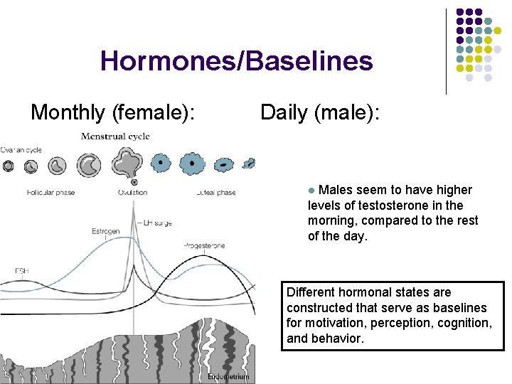 Hormones/Baselines Monthly (female): Daily (male): l Males seem to have higher levels of testosterone Hormones/Baselines Monthly (female): Daily (male): l Males seem to have higher levels of testosterone