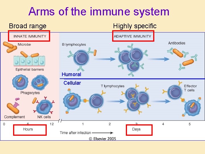 Arms of the immune system Broad range Highly specific Humoral Cellular Arms of the immune system Broad range Highly specific Humoral Cellular