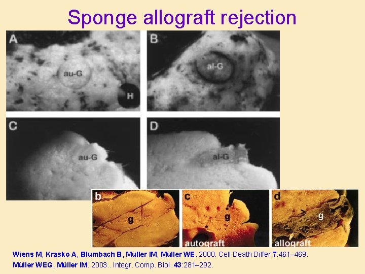 Sponge allograft rejection Wiens M, Krasko A, Blumbach B, Müller IM, Müller WE. 2000. Sponge allograft rejection Wiens M, Krasko A, Blumbach B, Müller IM, Müller WE. 2000.
