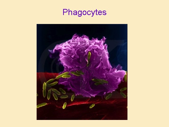 Phagocytes Phagocytes