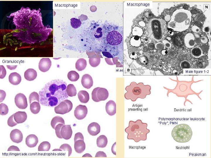 Macrophage Granulocyte http: //imagebank. hematology. org/Asset. Detail. aspx? Asset. ID=3742&Asset. Type=As set Male figure Macrophage Granulocyte http: //imagebank. hematology. org/Asset. Detail. aspx? Asset. ID=3742&Asset. Type=As set Male figure