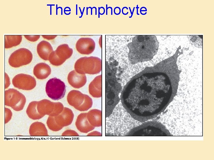 The lymphocyte The lymphocyte