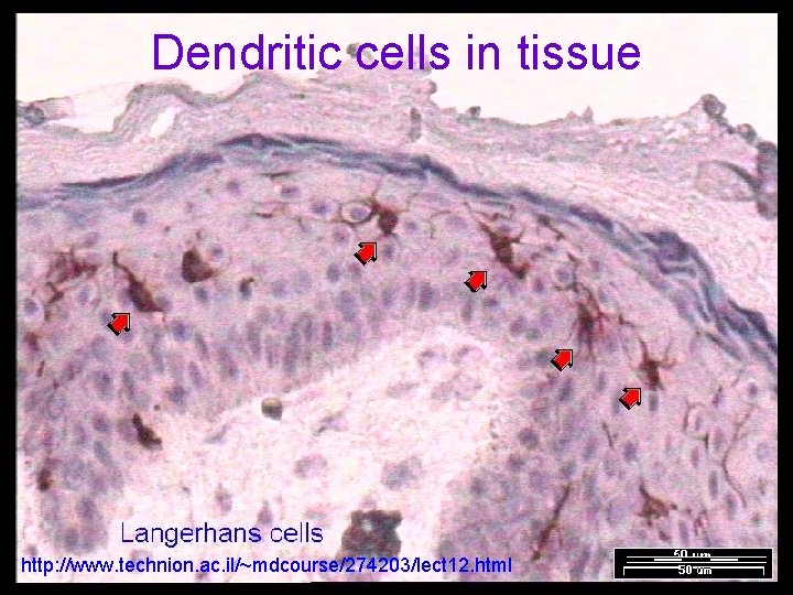 Skin: Langerhans cells Dendritic cells in tissue http: //www. technion. ac. il/~mdcourse/274203/lect 12. html Skin: Langerhans cells Dendritic cells in tissue http: //www. technion. ac. il/~mdcourse/274203/lect 12. html