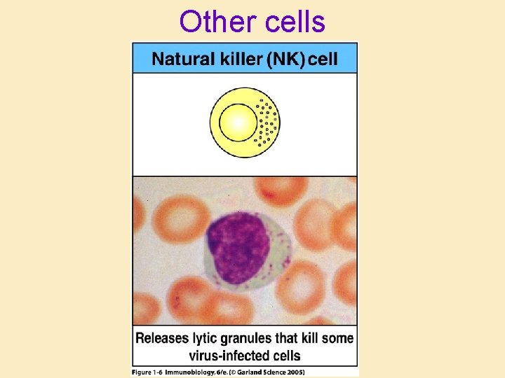 Other cells Other cells