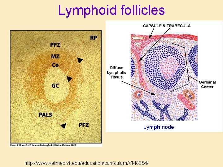 Lymphoid follicles Lymph node http: //www. vetmed. vt. edu/education/curriculum/VM 8054/ Lymphoid follicles Lymph node http: //www. vetmed. vt. edu/education/curriculum/VM 8054/